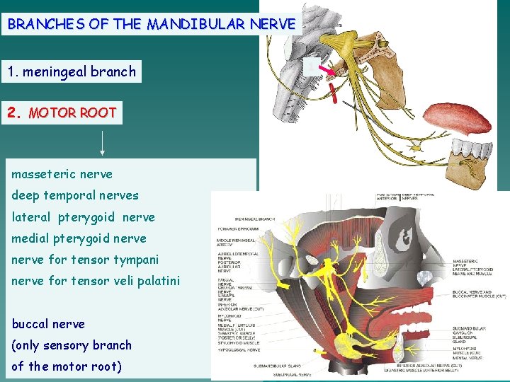 BRANCHES OF THE MANDIBULAR NERVE 1. meningeal branch 2. MOTOR ROOT masseteric nerve deep