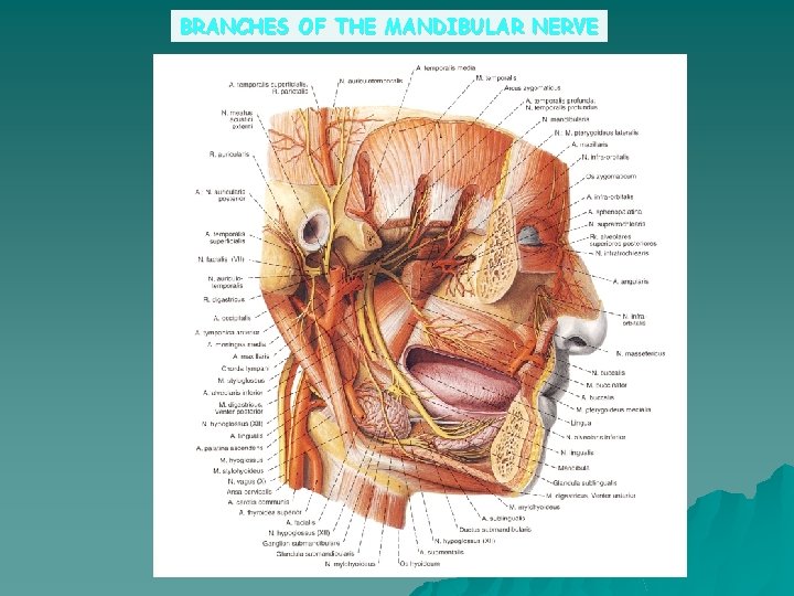 BRANCHES OF THE MANDIBULAR NERVE 