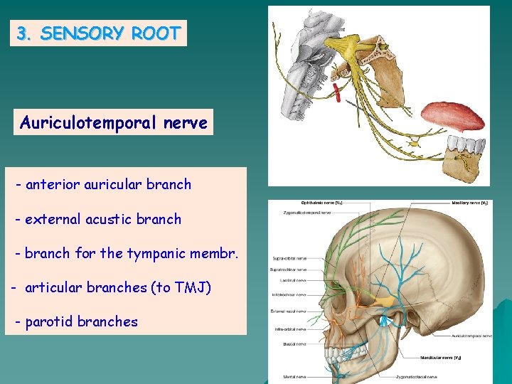 3. SENSORY ROOT Auriculotemporal nerve - anterior auricular branch - external acustic branch -