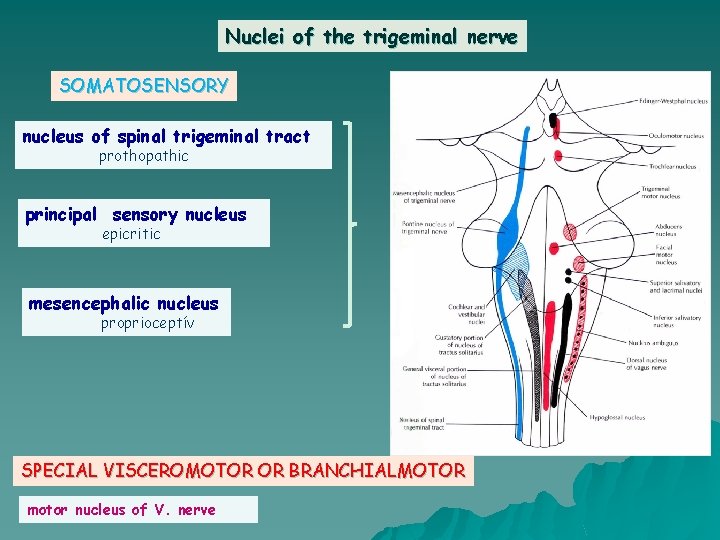 Nuclei of the trigeminal nerve SOMATOSENSORY nucleus of spinal trigeminal tract prothopathic principal sensory