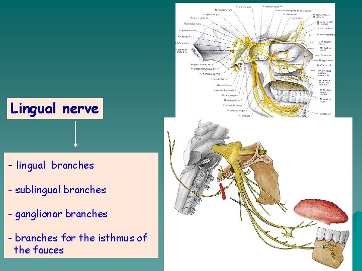 Lingual nerve - lingual branches - sublingual branches - ganglionar branches - branches for