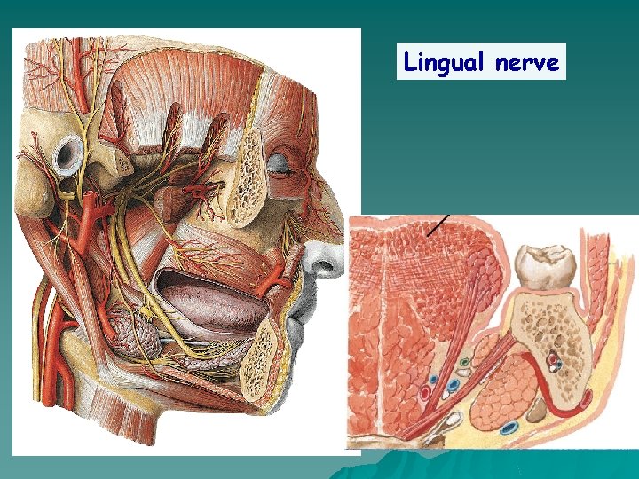 Lingual nerve 