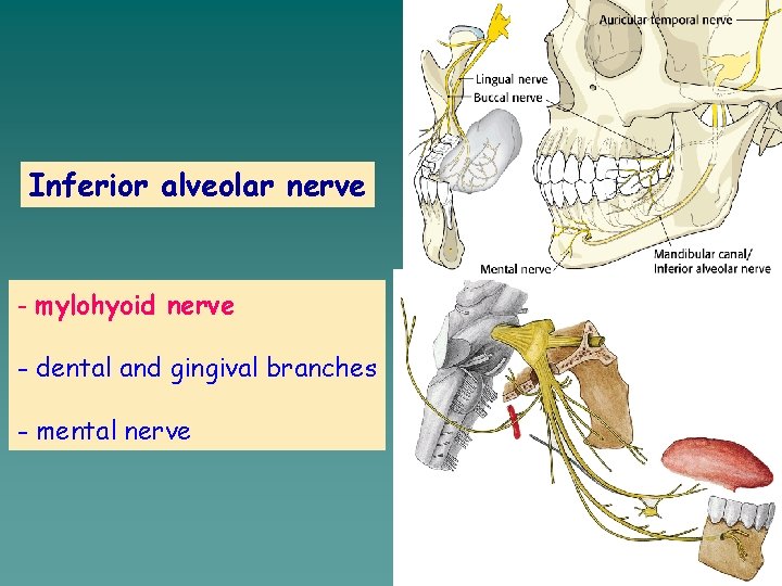 Inferior alveolar nerve - mylohyoid nerve - dental and gingival branches - mental nerve