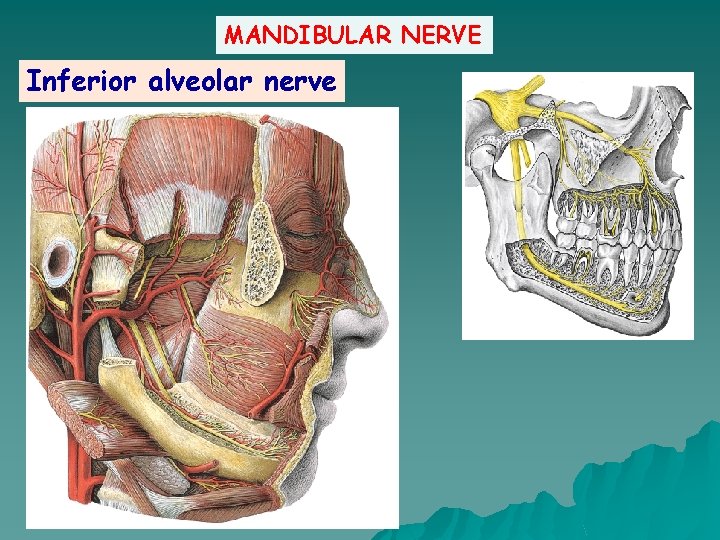 MANDIBULAR NERVE Inferior alveolar nerve 