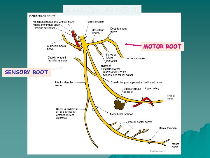 MANDIBULAR NERVE MOTOR ROOT SENSORY ROOT 