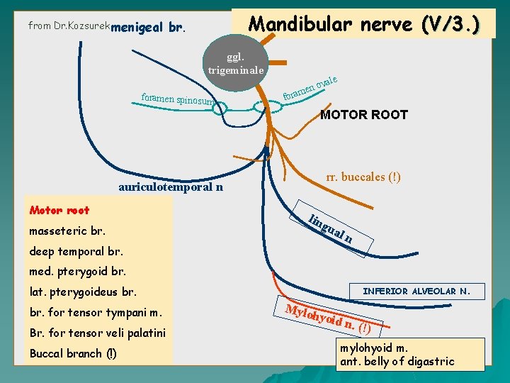 from Dr. Kozsurek menigeal f Mandibular nerve (V/3. ) br. ggl. trigeminale foramen spinosum