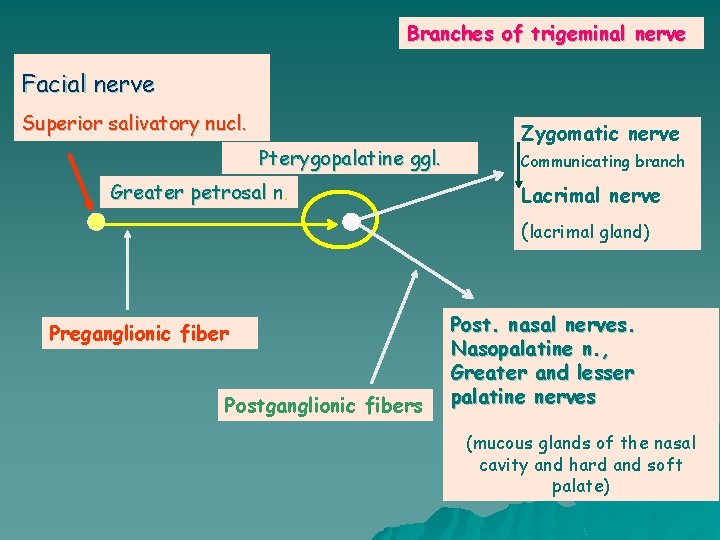 Branches of trigeminal nerve Facial nerve Superior salivatory nucl. Pterygopalatine ggl. Greater petrosal n.