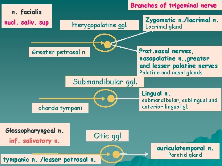 Branches of trigeminal nerve n. facialis nucl. saliv. sup Pterygopalatine ggl. Zygomatic n. /lacrimal