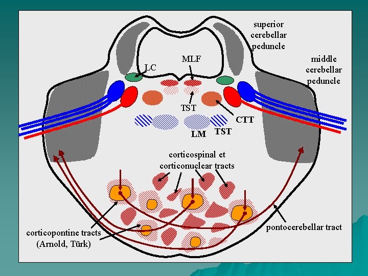 superior cerebellar peduncle LC MLF middle cerebellar peduncle TST CTT LM TST corticospinal et