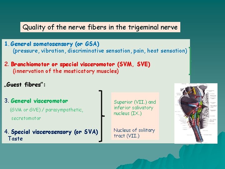 Quality of the nerve fibers in the trigeminal nerve 1. General somatosensory (or GSA)