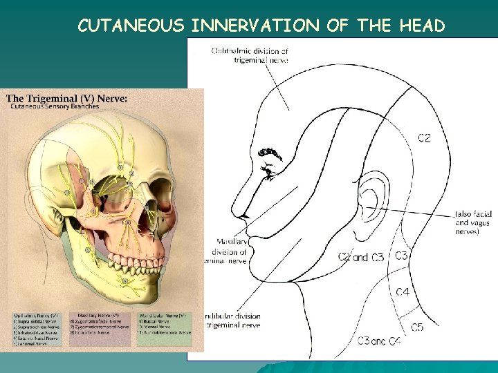 CUTANEOUS INNERVATION OF THE HEAD 