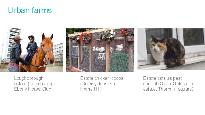 Urban farms Loughborough estate (horse-riding) Ebony Horse Club Estate chicken coops (Delawyck estate, Herne Urban farms Loughborough estate (horse-riding) Ebony Horse Club Estate chicken coops (Delawyck estate, Herne