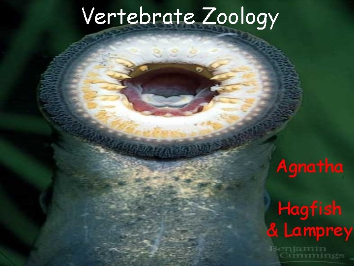 Vertebrate Zoology Agnatha Hagfish & Lamprey 