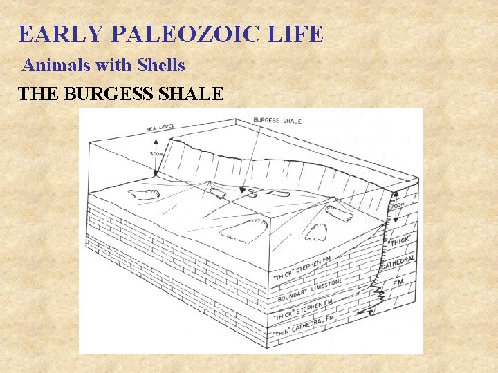 EARLY PALEOZOIC LIFE Animals with Shells THE BURGESS SHALE 
