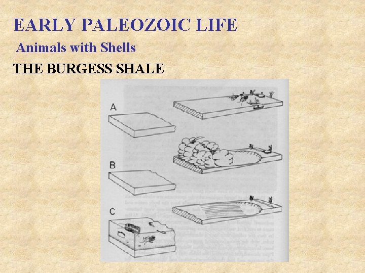 EARLY PALEOZOIC LIFE Animals with Shells THE BURGESS SHALE 