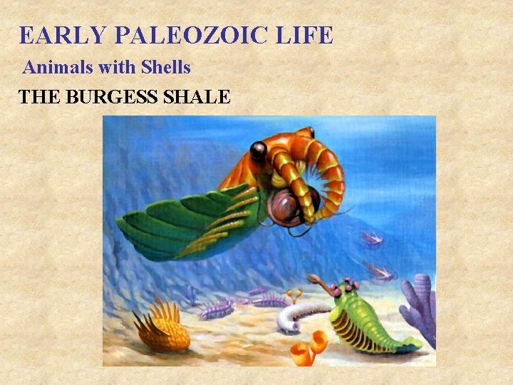 EARLY PALEOZOIC LIFE Animals with Shells THE BURGESS SHALE 