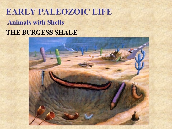 EARLY PALEOZOIC LIFE Animals with Shells THE BURGESS SHALE 