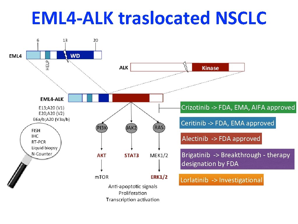 EML 4 -ALK traslocated NSCLC Crizotinib -> FDA, EMA, AIFA approved Ceritinib -> FDA,