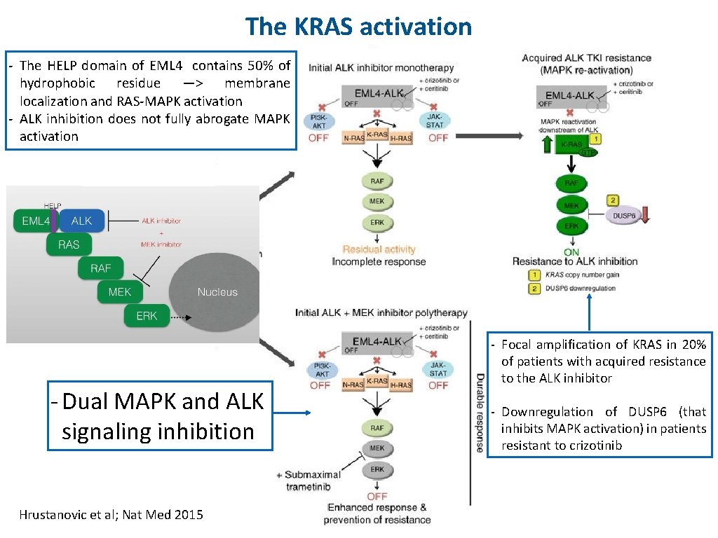 The KRAS activation - The HELP domain of EML 4 contains 50% of hydrophobic