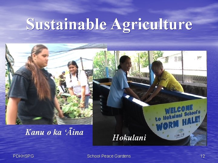 Sustainable Agriculture Kanu o ka ‘Āina PDKHSPG Hokulani School Peace Gardens 12 
