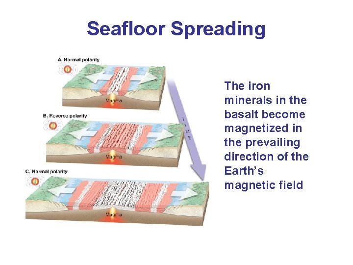 Seafloor Spreading The iron minerals in the basalt become magnetized in the prevailing direction