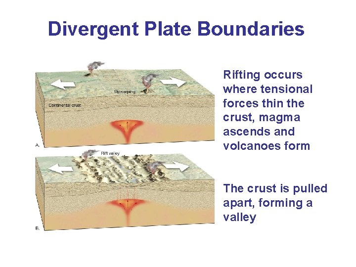 Divergent Plate Boundaries Rifting occurs where tensional forces thin the crust, magma ascends and