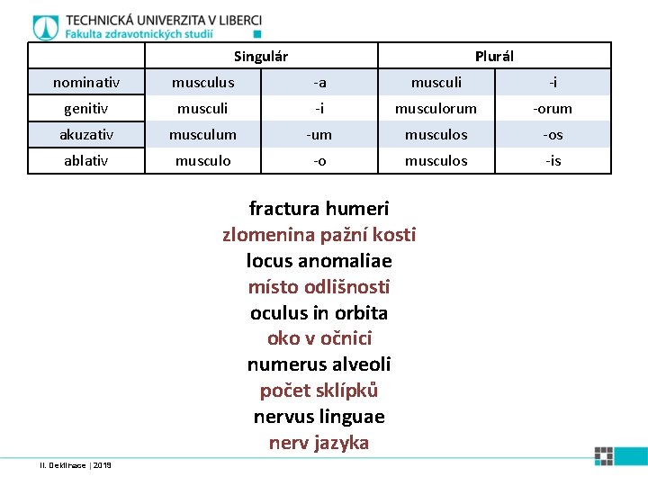 Singulár Plurál nominativ musculus -a musculi -i genitiv musculi -i musculorum -orum akuzativ musculum