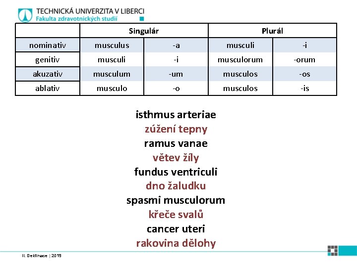 Singulár Plurál nominativ musculus -a musculi -i genitiv musculi -i musculorum -orum akuzativ musculum