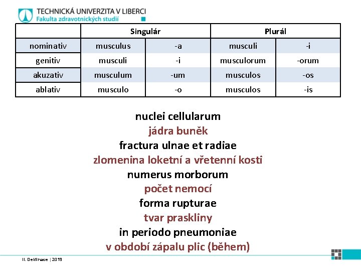 Singulár Plurál nominativ musculus -a musculi -i genitiv musculi -i musculorum -orum akuzativ musculum