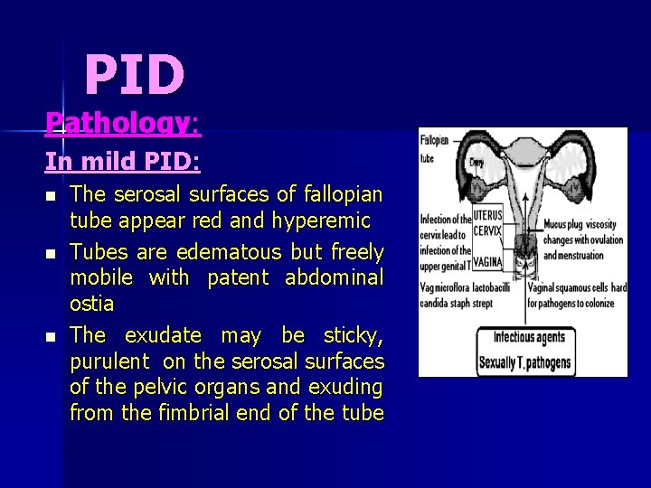 PID Pathology: In mild PID: n n n The serosal surfaces of fallopian tube