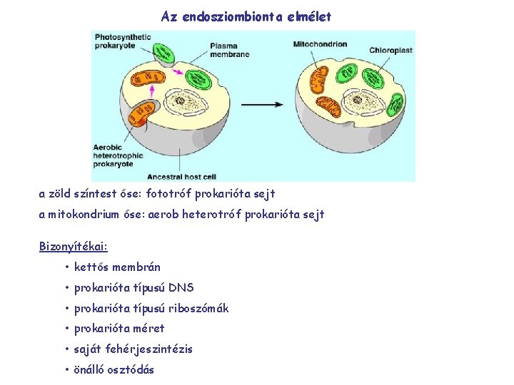 A mitokondrium parazita