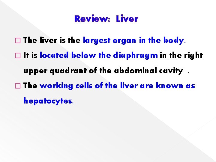 Review: Liver � The liver is the largest organ in the body. � It