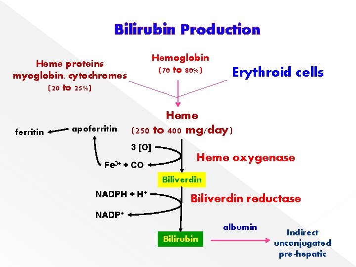 Bilirubin Production Hemoglobin (70 to 80%) Heme proteins myoglobin, cytochromes (20 to 25%) ferritin