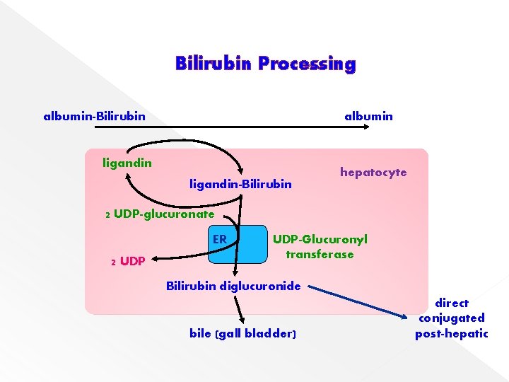 Bilirubin Processing albumin-Bilirubin albumin ligandin-Bilirubin hepatocyte 2 UDP-glucuronate ER 2 UDP-Glucuronyl transferase Bilirubin diglucuronide