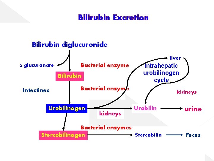 Bilirubin Excretion Bilirubin diglucuronide liver 2 glucuronate Bacterial enzyme Bilirubin Intestines Intrahepatic urobilinogen cycle