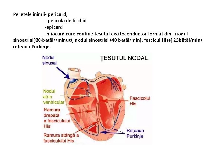 Peretele inimii pericard, pelicula de licchid epicard miocard care conține țesutul excitoconductor format din