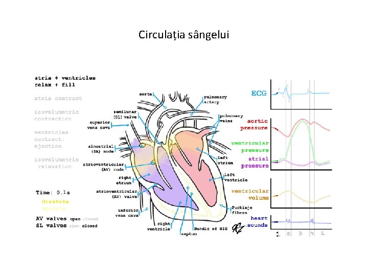 Circulația sângelui 