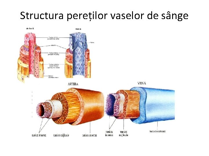 Structura pereților vaselor de sânge 