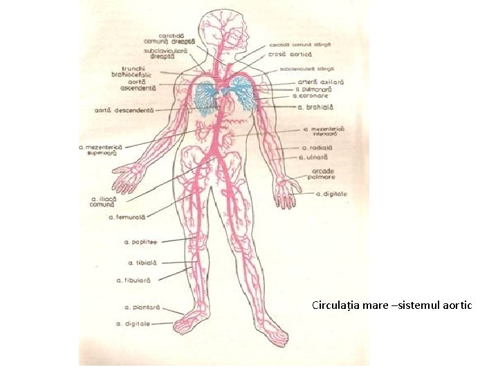 Circulația mare –sistemul aortic 