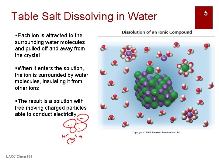 Table Salt Dissolving in Water §Each ion is attracted to the surrounding water molecules