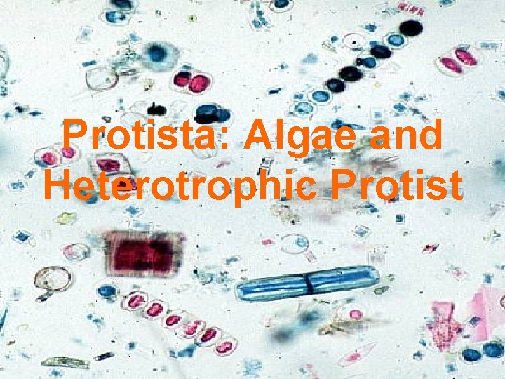 Protista: Algae and Heterotrophic Protist 