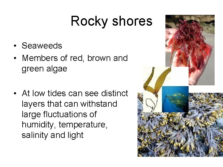 Rocky shores • Seaweeds • Members of red, brown and green algae • At