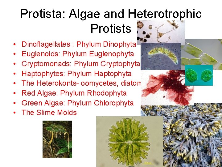 Protista: Algae and Heterotrophic Protists • • Dinoflagellates : Phylum Dinophyta Euglenoids: Phylum Euglenophyta
