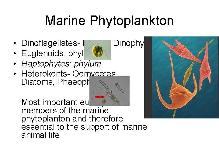Marine Phytoplankton • • Dinoflagellates- Phylum Dinophyta Euglenoids: phylum Haptophytes: phylum Heterokonts- Oomycetes, Diatoms,