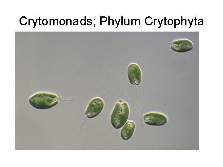 Crytomonads; Phylum Crytophyta 