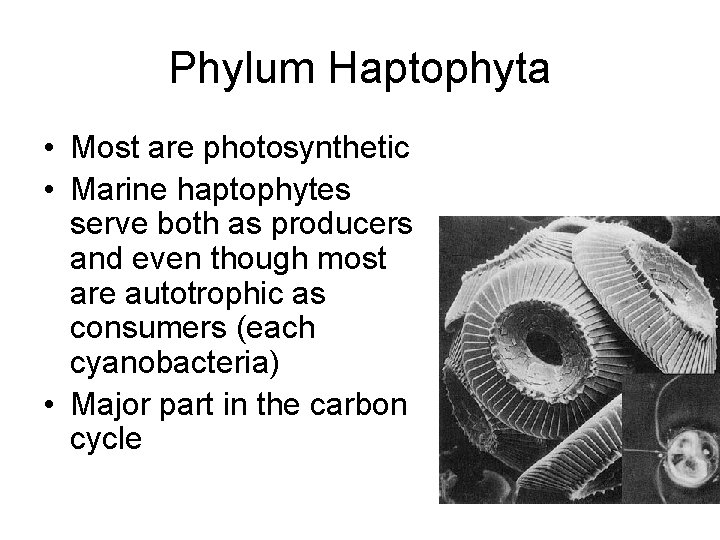 Phylum Haptophyta • Most are photosynthetic • Marine haptophytes serve both as producers and