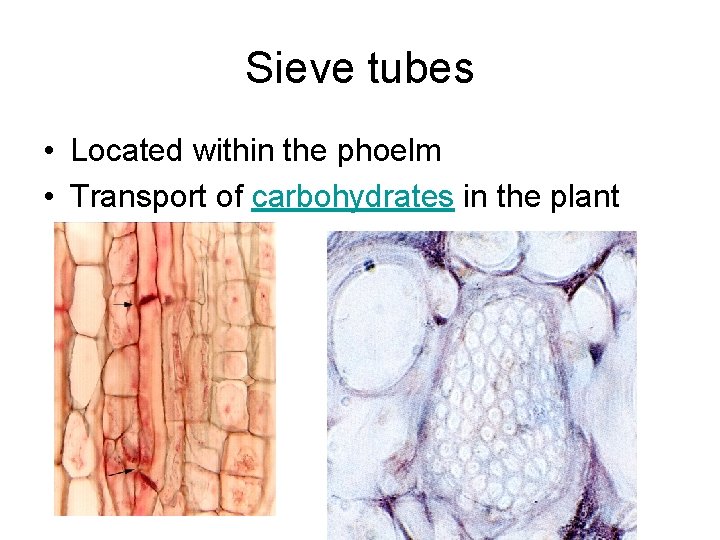 Sieve tubes • Located within the phoelm • Transport of carbohydrates in the plant