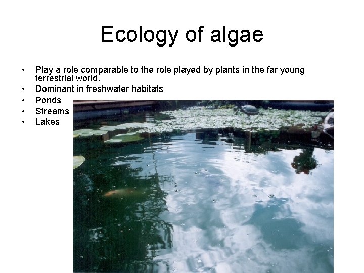 Ecology of algae • • • Play a role comparable to the role played