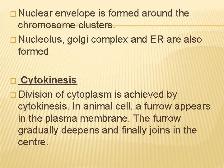 � Nuclear envelope is formed around the chromosome clusters. � Nucleolus, golgi complex and