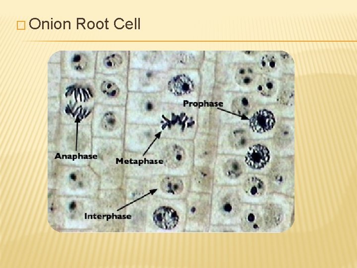 � Onion Root Cell 